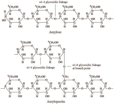 Structure Of Amylose And Amylopectin In Starch Download Scientific Diagram