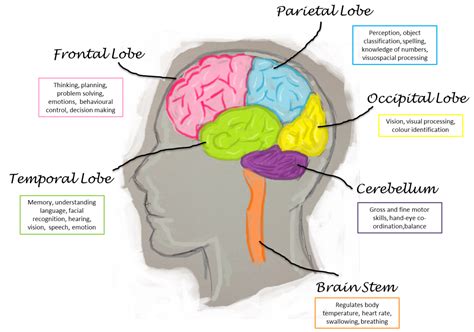 10 Biggest Myths About The Human Brain Hubpages