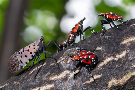 The Invasive Spotted Lanternfly Is Back—heres What You Can Do Brightly