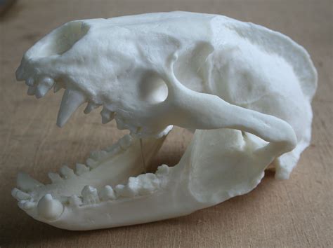 Replica Badger Skull