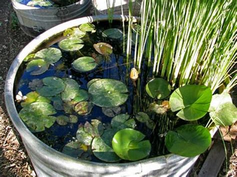 13 Peaceful Diy Container Water Garden Ideas For Container