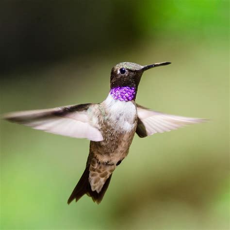 10 Incredible Hummingbird Species You Could See in Your Backyard ...