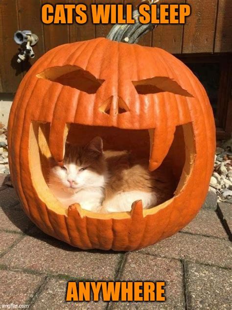 Kitties Pumpkin Bed Imgflip