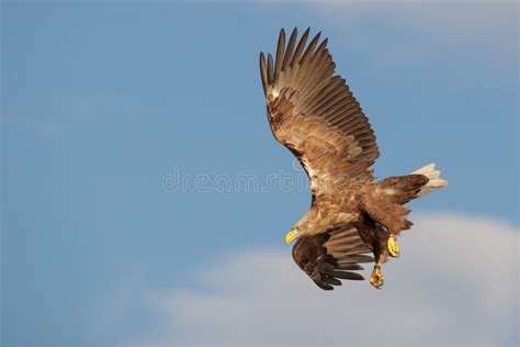 Eagle Attacking Prey 4 Stock Image Image Of Flight 58800701