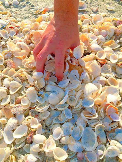 Shell Hunting On Sanibel Island Where How To Collect Shells Sanibel Island Shell And Vacation