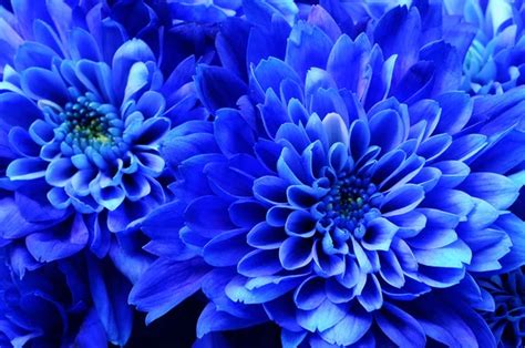 Macro Of Blue Flower Aster — Stock Photo © Fullempty 111084568
