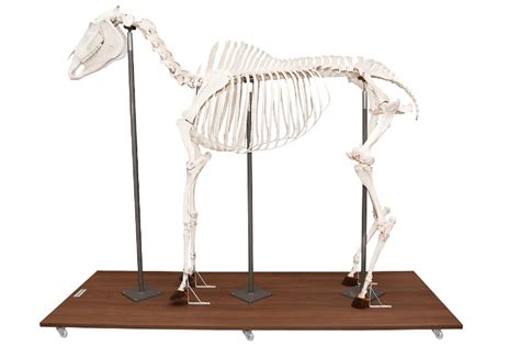 Esqueleto De Cavalo Em Ossos Reais E Tamanho Natural Dumont Simuladores
