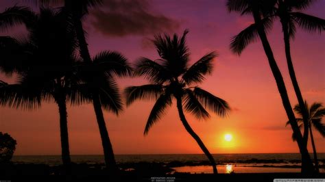 Tropical Sunset Ultra Hd Desktop Background Wallpaper For 4k Uhd Tv Tablet Smartphone