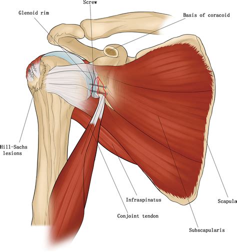Conjoined Tendon Shoulder Anatomy Capsular Attachment Of The