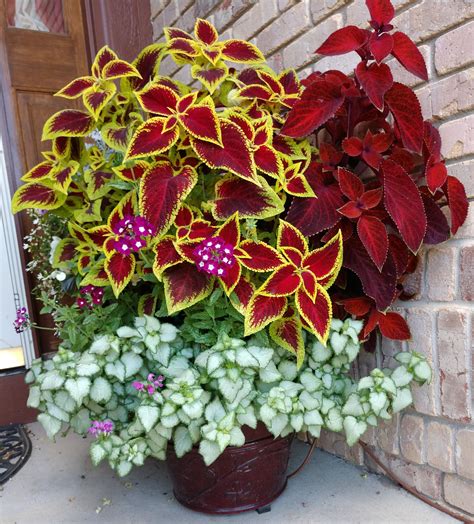 Looking Good Trailing Shade Plants For Containers Hanging Wall Storage Bins