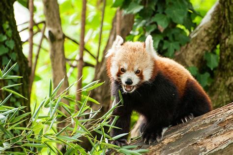 A Nice Red Panda Ailurus Fulgens Also Called Panda Bear Approaching