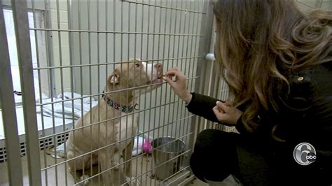 Top 6 Animal Shelters Jessica Boyington Visits Providence Animal