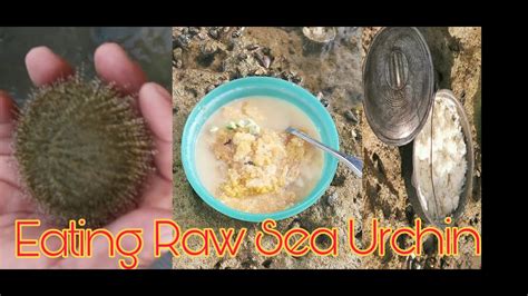 How To Eat Raw Sea Urchin Youtube