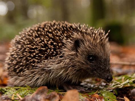 Hedgehog In The Forest Wild Animal Hd Wallpaper Preview