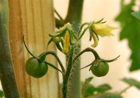 The most famous of these is the tomato. Free Plant Identification | Growing vegetables, Free ...