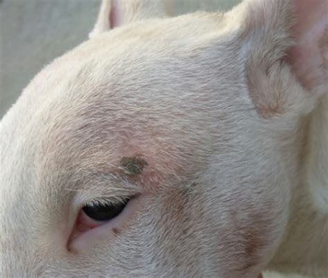 Bald Spots Scabbing Strictly Bull Terriers