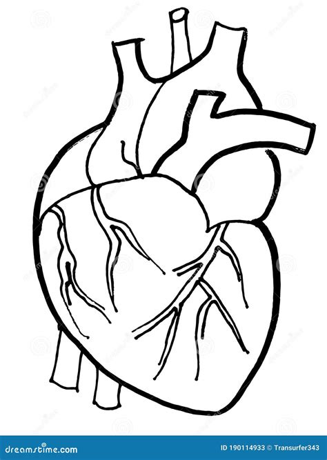 Contour Vector Outline Drawing Of Human Heart Organ Cartoondealer