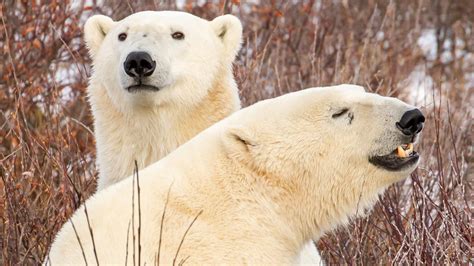 Two White Polar Bears Are Standing On Snow Field In Dry