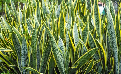 Jenis tanaman hias dan cirinya. Ciri Ciri Tanaman Hias Lidah Mertua - Ini Cirinya