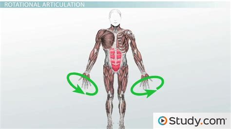 How Muscular Contraction Causes Articulation Definition And Types