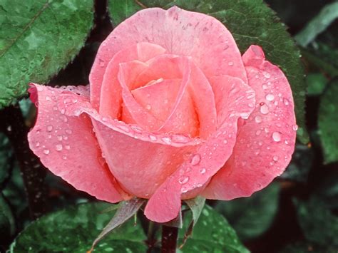 Especially, rose flowers are token of love and it creates attraction and raise heart touching feelings. Rose Images With Love Wallpapers (55 Wallpapers ...