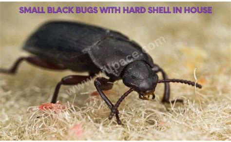Small Black Bugs With Hard Shells Comprehensive Pest Control Guide