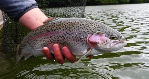 Rainbow Trout Fishing In Wales