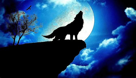 Blue Wolf Wallpapers Wallpaper Cave