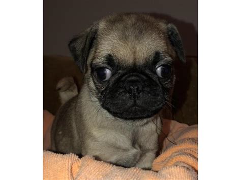 Properly educating yourself on care of your pug puppy is essential is raising a healthy and happy pup! Adorable Pug Puppies in , Georgia - Puppies for Sale Near Me