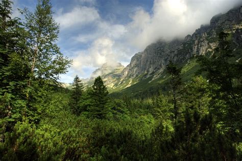 Free Images Landscape Tree Nature Forest Wilderness Sky Meadow