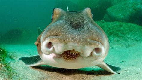 BBC Earth The Sensational World Of Sharks And Rays