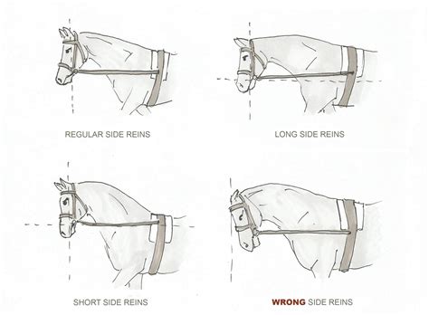 How To Lunge A Horse With A Bridle Lunging Step By Step Equishop