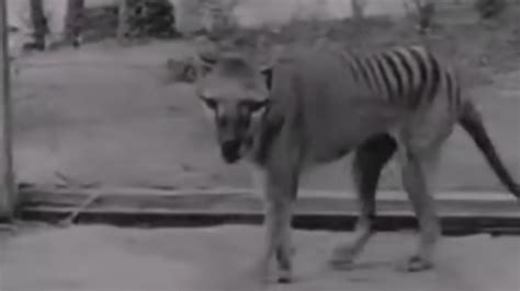 15 Extinct Animals That May Be Alive Youtube