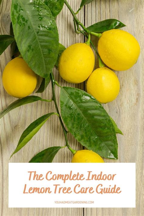 Indoor Lemon Tree Indoor Trees How To Grow Lemon Tree Care Citrus