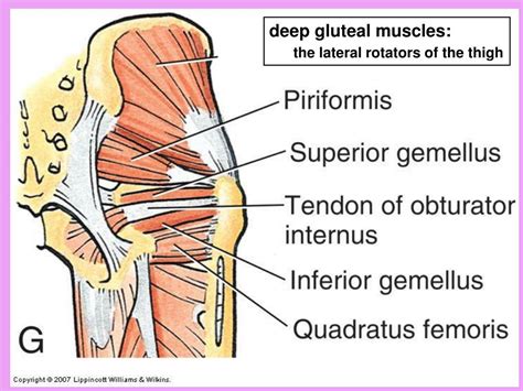 Ppt Gluteal Region Hip And Buttocks 4 Superficial Mm 5 Deep Mm