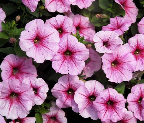 Its clumping form gets about 18 inches tall and can spread to about three feet. 22 Best Flowers for Full Sun | Heat Tolerant Flowers for ...