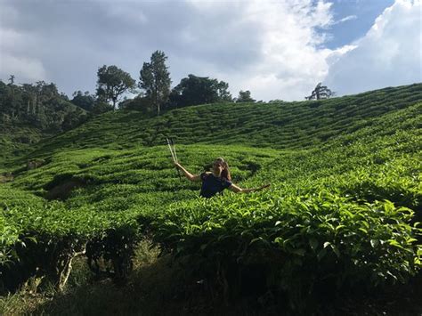 Trekking trails in the cameron highlands. Cameron Highlands Trail No. 9 (Tanah Rata) - 2021 All You ...