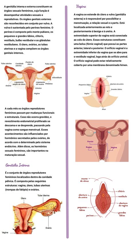 Solution Anatomia E Fisiologia Sistema Reprodutor Masculino Studypool My Xxx Hot Girl