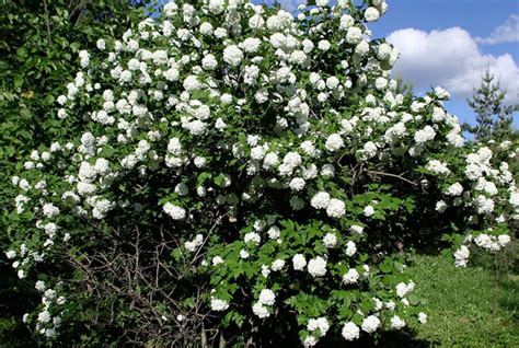 People interested in simbol pokok renek also searched for. Penerangan dan gambar pokok renek hiasan dengan bunga ...