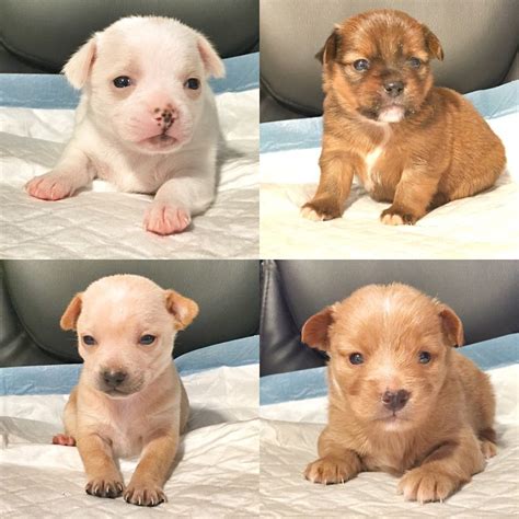 Diva's pitbull rescue nj's adoption process. Chihuahua Rescue Puppies & Their Pit Bull Foster Mom ...