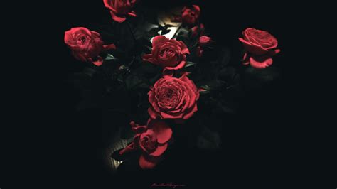 Gothic Roses Wallpapers Top Free Gothic Roses Backgrounds