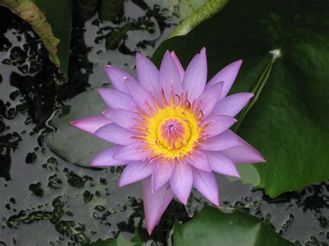 The National Flower Of Sri Lanka Flickr Photo Sharing
