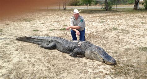 Texas State Record Alligator Killed At Choke Canyon Reservoir