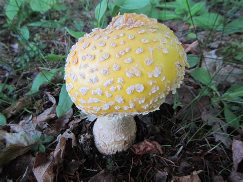 Yellow Stuffed Mushrooms Plant Fungus Mushroom Pictures