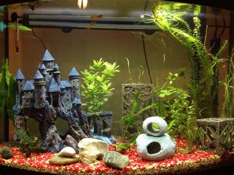 Get your betta tank design off to a good start with an aquarium kit full of all the essentials to keep your new pet fish happy and healthy… betta fish tank setups with plants are the gold standard of fish tank design. Aquarium Fish | Aquarium Design Ideas
