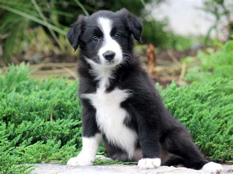 Willow Border Collie Puppy For Sale Keystone Puppies Collie