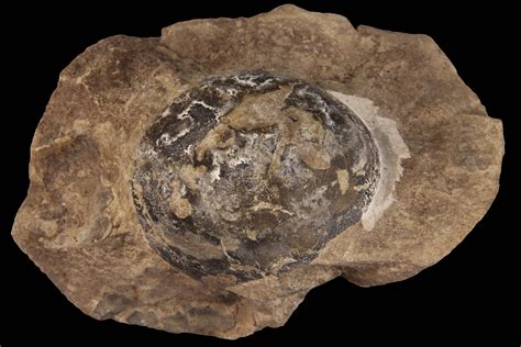 Top 47 Imagen Inside Dinosaur Egg Fossil Abzlocalmx