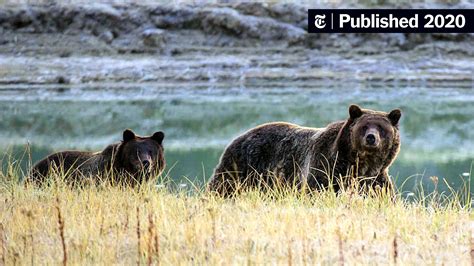 Grizzly Bears Around Yellowstone Can Stay On Endangered Species List