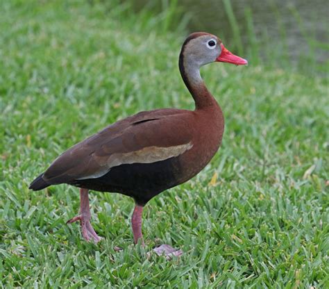 Black Bellied Whistling Duck Lower Rio Grande Valley Texas