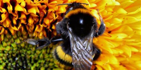 The Care And Feeding Of Bees National Pollinators Week 2019 Up